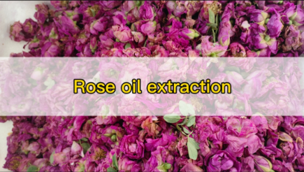 Rose oil extraction machine