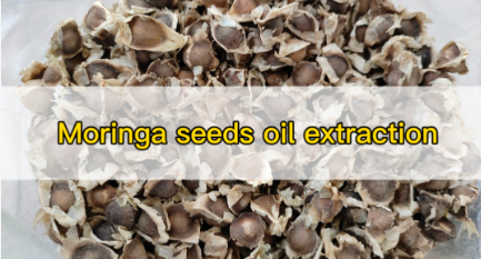 moringa seed oil extraction machine