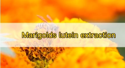 marigolds lutein extraction