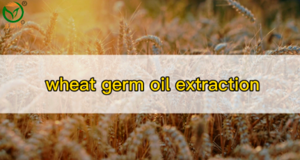 wheat germ oil extraction machine