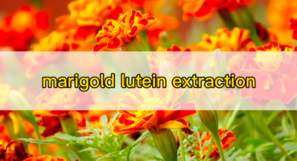 Complete Solution for Marigold Lutein Extraction